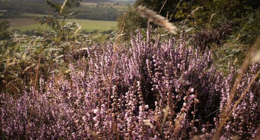 The UK Chronicles Part VIII: From Chesters, to Rothbury, to&nbsp;Lesbury